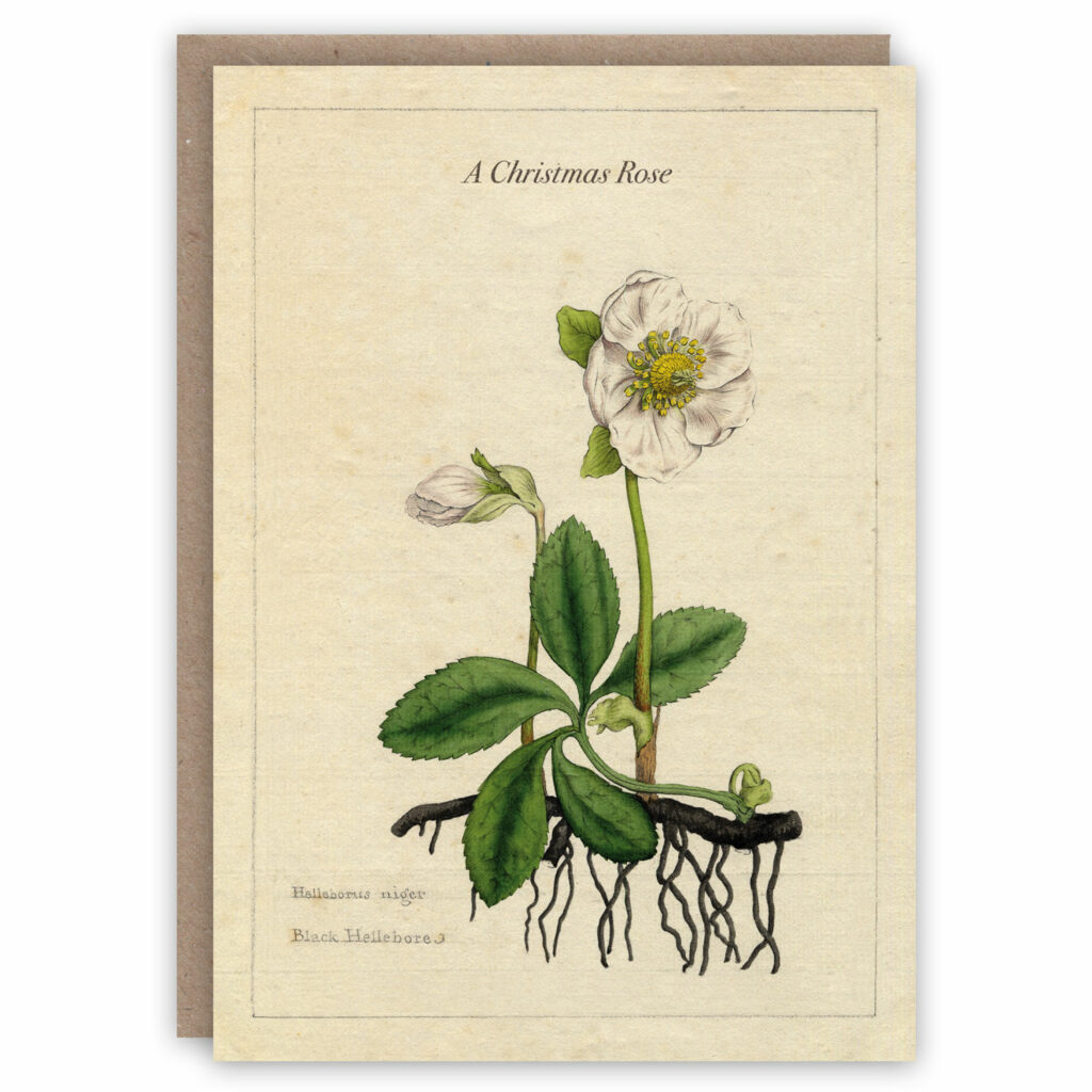 Christmas rose card