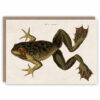 Frog greeting card