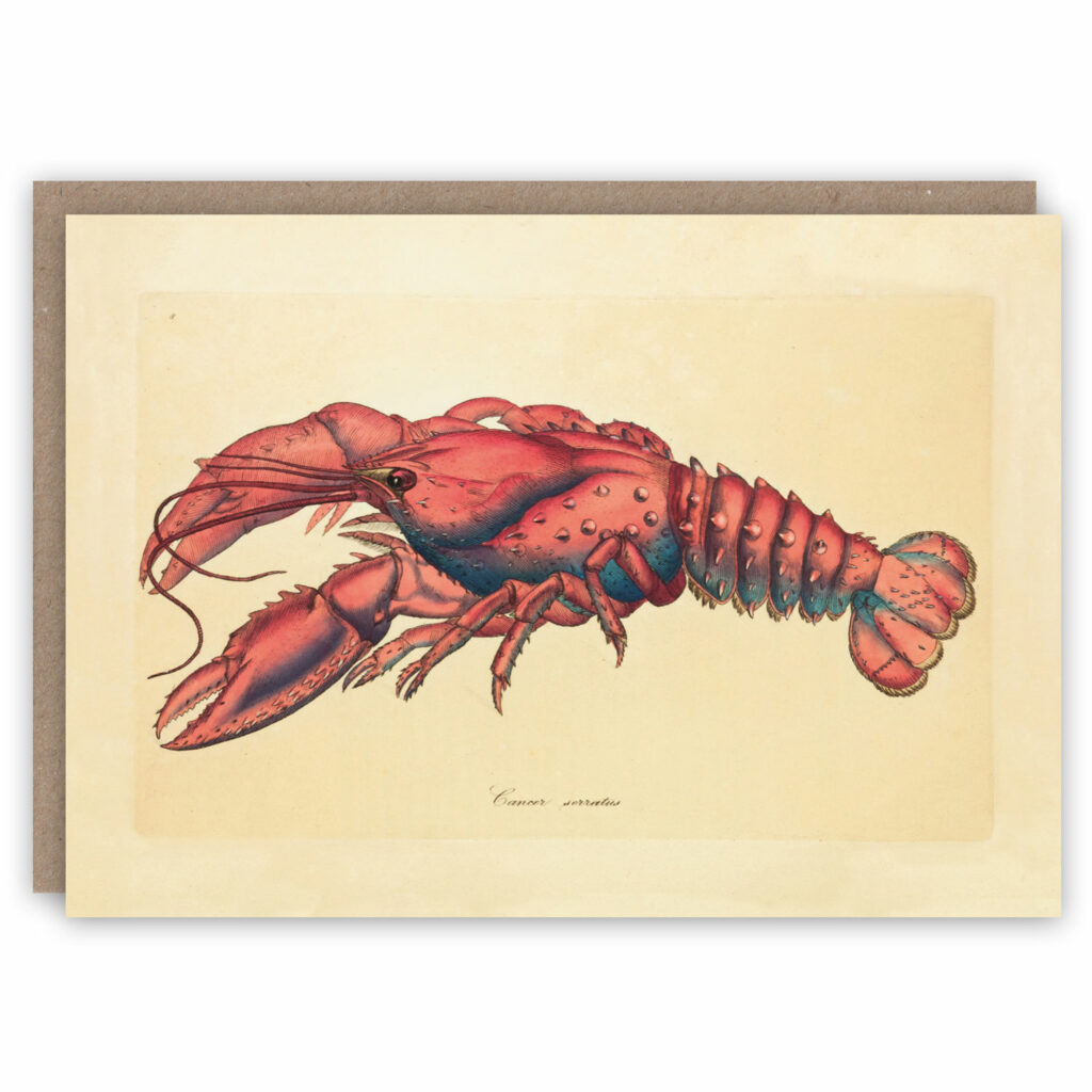 Lobster greeting card