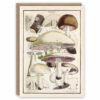 Mushroom greeting card