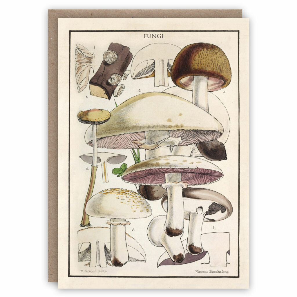 Mushroom greeting card