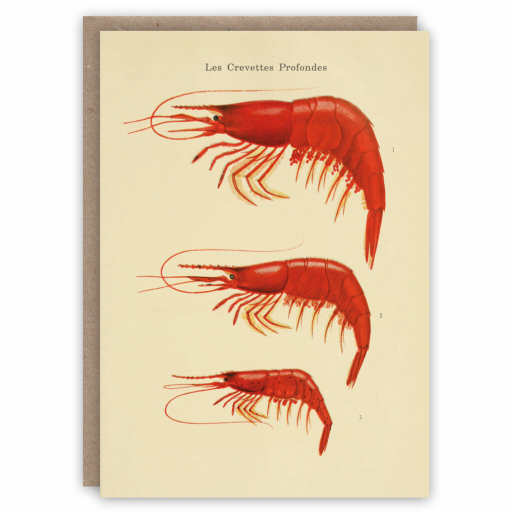 Deep water red prawns greeting card