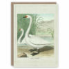 Swan greeting card