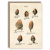 Types of acorn greeting card