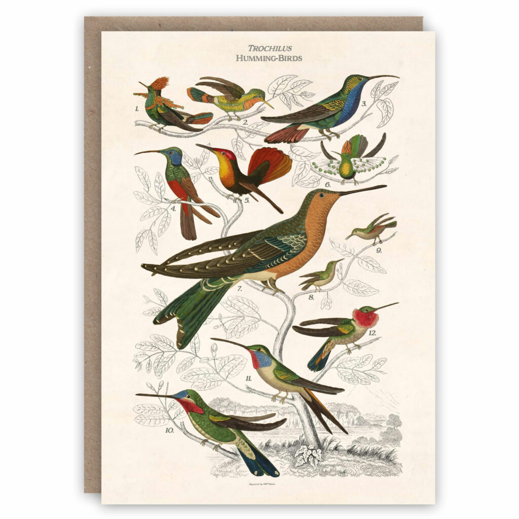 Greeting card illustrating different types of humming birds