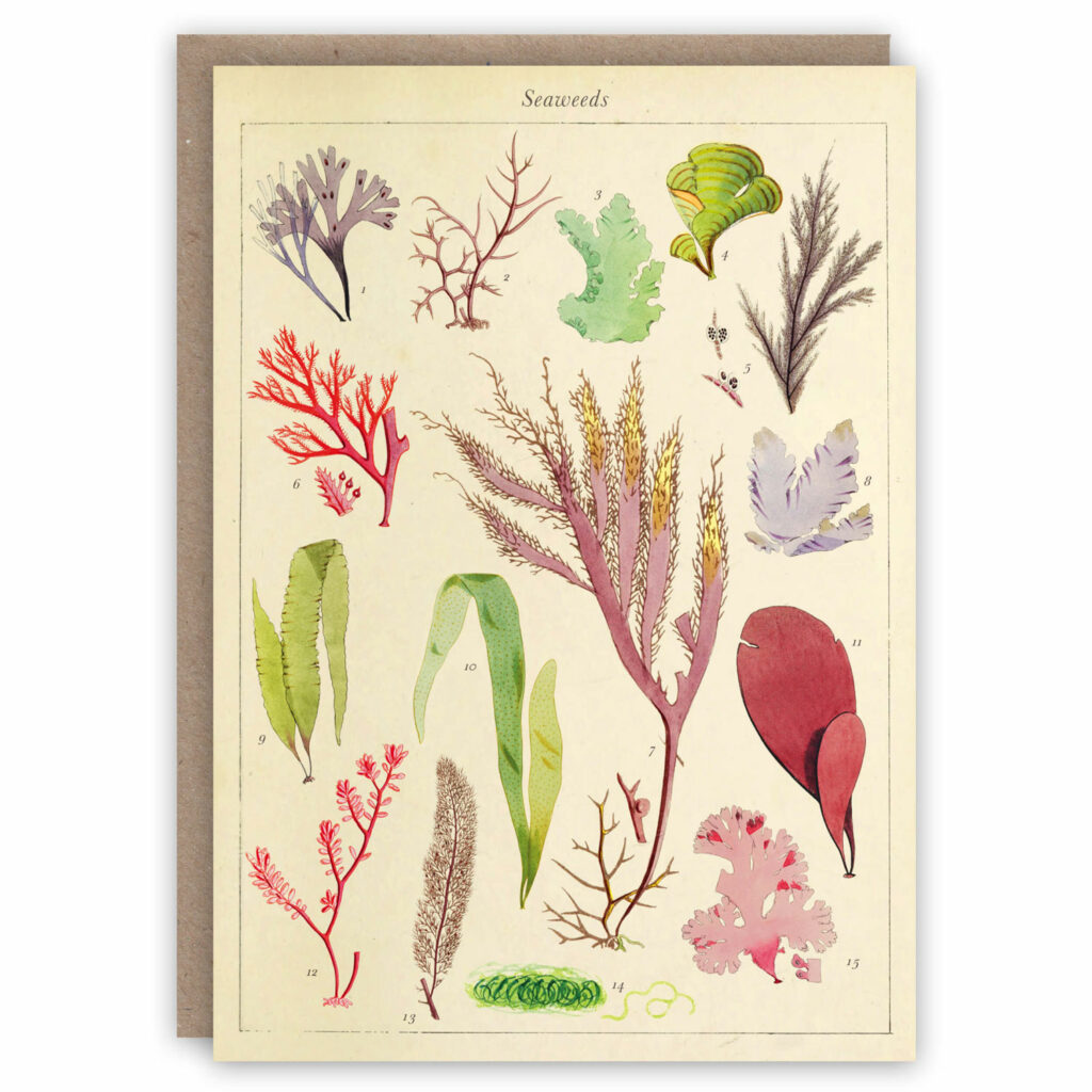 Greeting card illustrating different types of seaweed