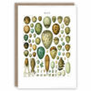 Greeting card with a bird egg identification chart