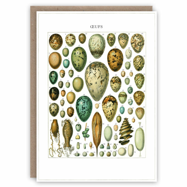 Greeting card with a bird egg identification chart