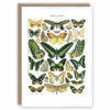 Butterfly greeting card