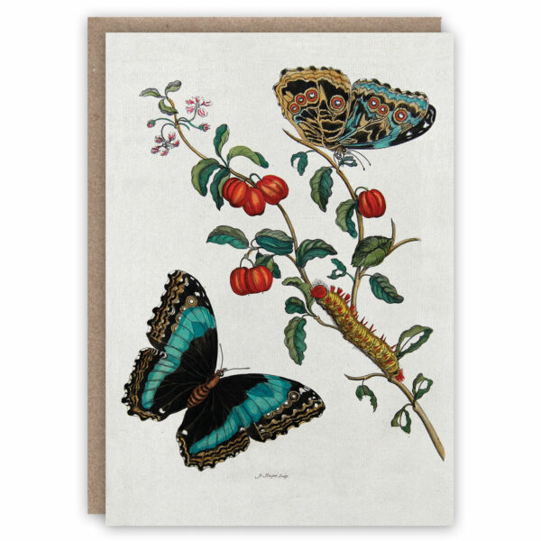 Greeting card illustrating a caterpillar and butterflies