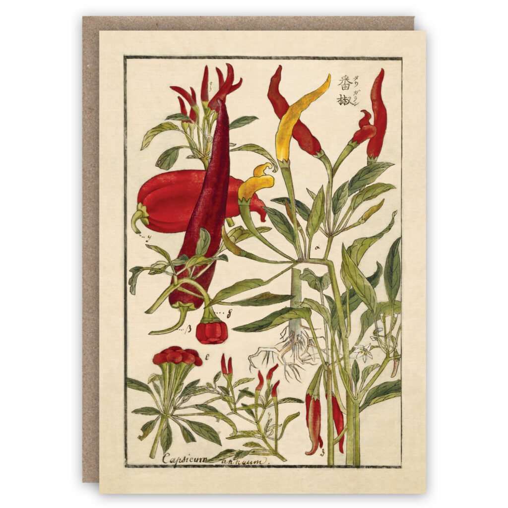 Greeting card illustrating a chilli plant