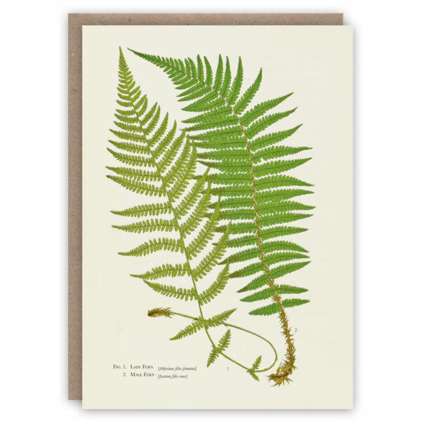 Fern greeting card