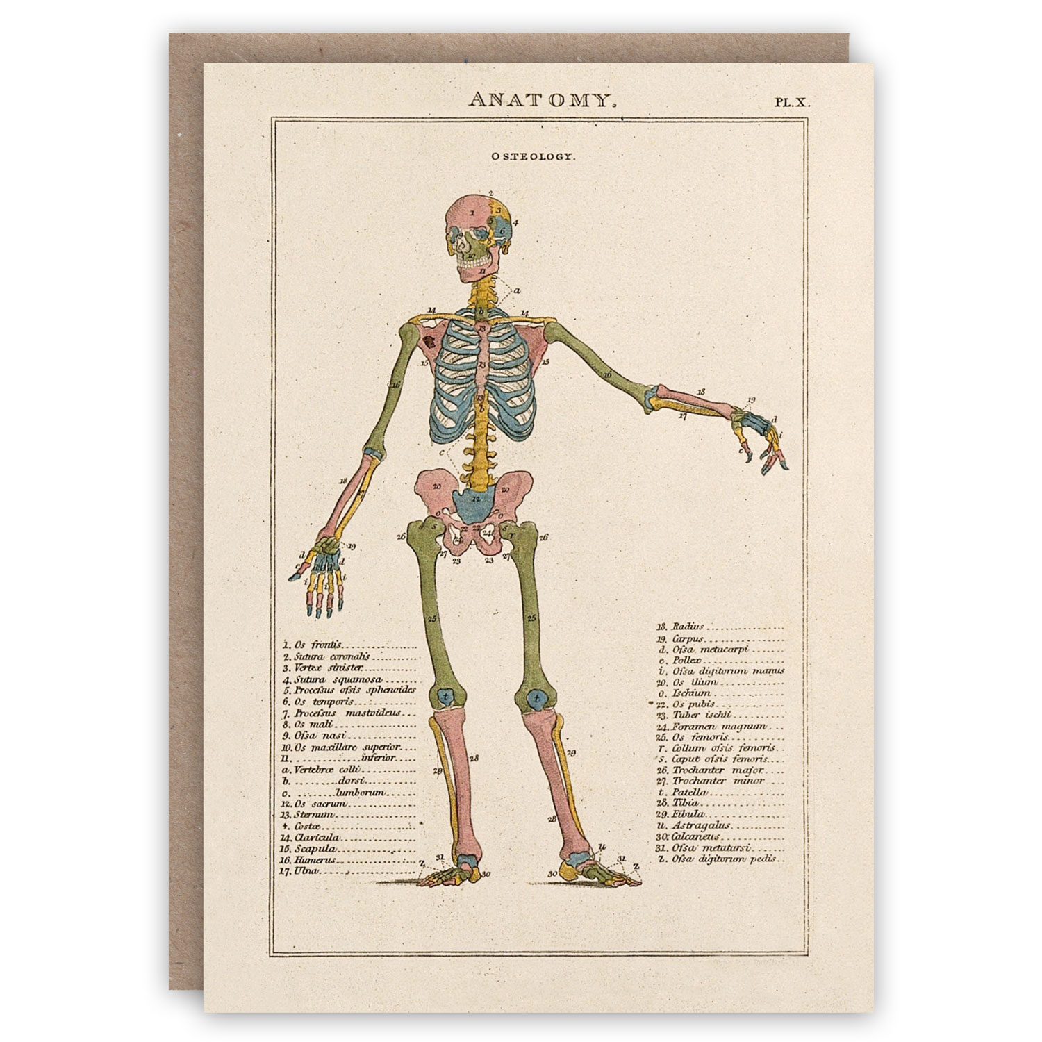 Scapula anatomy | Greeting Card