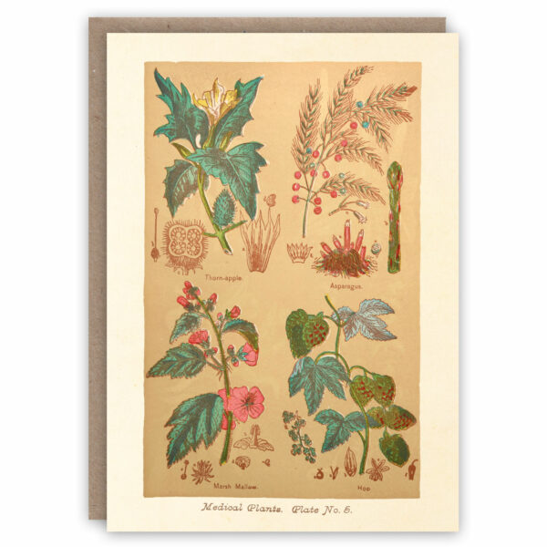 Greeting card illustrating medicinal plants