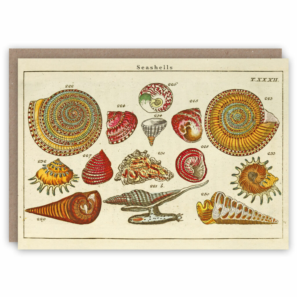 Shells greeting card