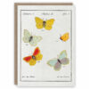 Greeting card illustrating vintage butterflies