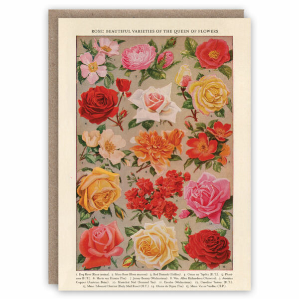 Vintage rose varieties greeting card