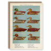 Greeting card illustrating different decoy ducks