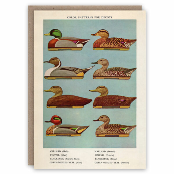 Greeting card illustrating different decoy ducks