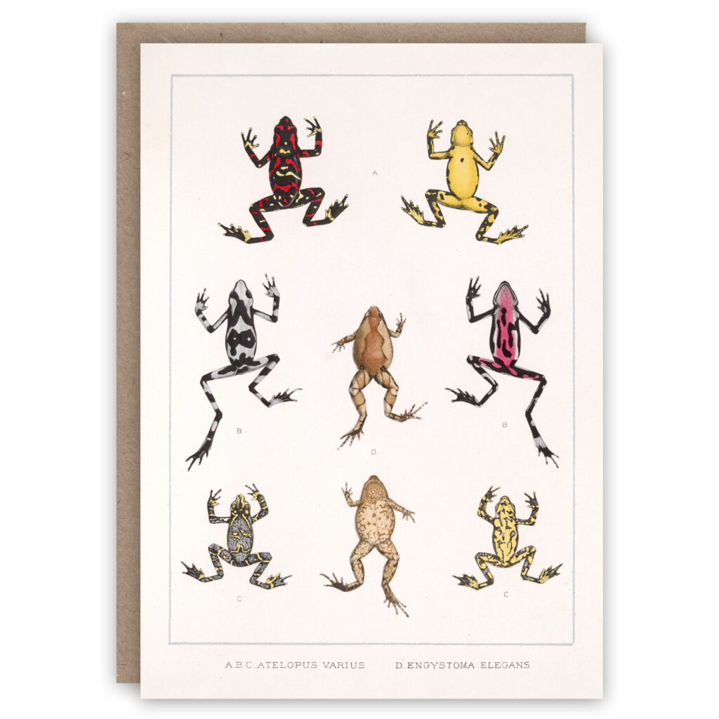 Greeting card illustrating types of frogs and toads