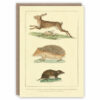 Greeting card illustrating a hare, hedgehog and shrew