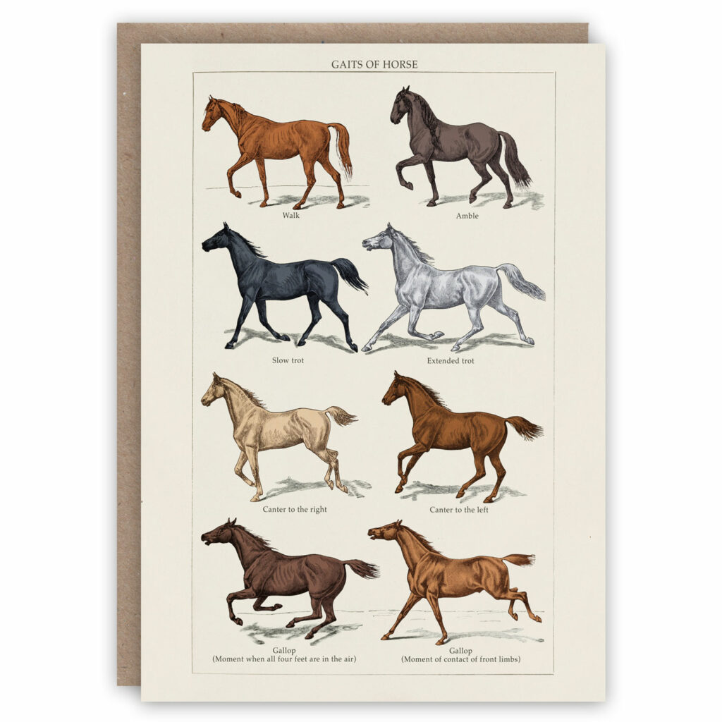 Greeting card illustrating the different gaits of a horse