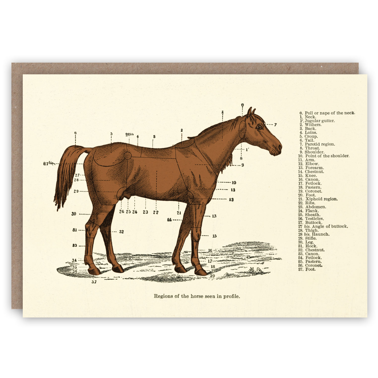 Regions of the Horse