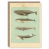 Greeting card illustrating four types of whale