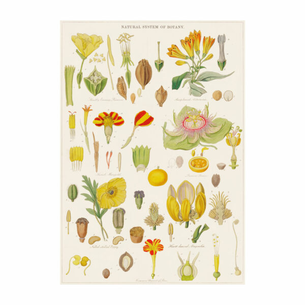 Poster featuring vintage botanical illustrations