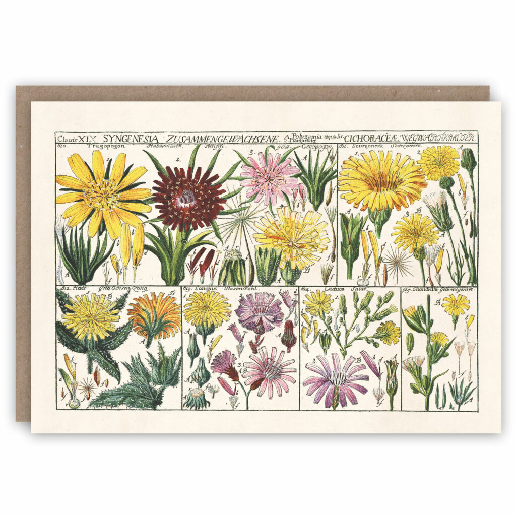 Wild flowers greeting card, adapted from Johannes Gessner's Tabulae Phytographicae