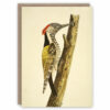 Woodpecker greeting card